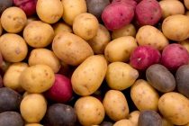 Таджикские аграрии полностью обеспечивают внутренний рынок картофелем
