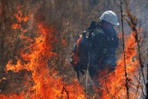 В российском Приморье возникли первые с начала года лесные пожары