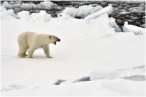Режим ЧС из-за нашествия белых медведей продолжается на Новой Земле