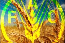 Спрос на зерновые в мире превзойдет предложение — прогноз ООН