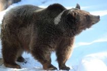 В российской Сибири из-за аномального потепления проснулись медведи