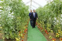 Лидер нации посетил дехканское хозяйство «Ходжи Лайло» в селении Пушинг Дангаринского района