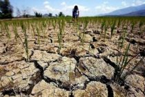 КНДР сообщила о сильнейшей засухе за последние десятилетия