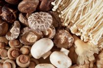 Учёные рассказали, как грибы защищают мозг пожилых людей от возрастных нарушений