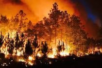 Площадь лесных пожаров в Канаде уже достигла 90 тысяч кв. км
