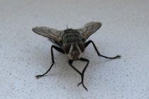 ИНФОРМАЦИЯ К РАЗМЫШЛЕНИЮ: больничные мухи оказались разносчиками опасных «супербактерий»