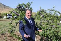 Лидер нации Эмомали Рахмон посетил сад «Чашмаи нукра» Дангаринского района
