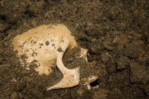 В Китае нашли древнейшие черепа со следами деформации