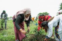 План Эфиопии посадить четыре миллиарда деревьев за год почти выполнен