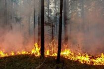 Площадь пожаров в Сибири увеличилась за сутки более чем на 40 тысяч га