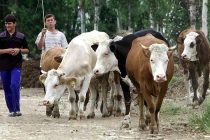 МЯСА БУДЕТ БОЛЬШЕ, ОНО СТАНЕТ ДЕШЕВЛЕ.  В Таджикистане ввоз племенного скота и комбикорма освобожден от НДС и таможенных пошлин