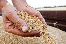 Урожай зерна в России оказался под угрозой