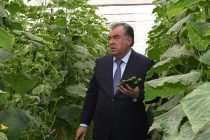Глава государства Эмомали Рахмон посетил сельскохозяйственную выставку и ознакомился с дехканским хозяйством «Исматулло» в районе Рудаки