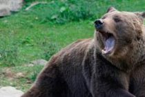 В Армении на туристов напал медведь, один человек погиб