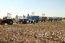В Таджикистане собрали более 222-х тысяч тонн хлопка