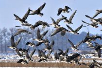 ЛЕТЯТ ЖУРАВЛИ…Сегодня — Всемирный день мигрирующих птиц