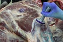 Около 300 тонн мяса планируется импортировать из Беларуси в Таджикистан
