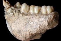 Обнаружены останки древнего предка орангутана