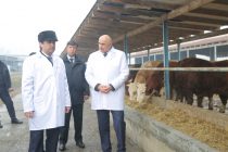 Председатель города Душанбе ознакомился с племенным животноводческим хозяйством  «Шири Нуробод» в районе Рудаки