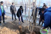 Председатель города Душанбе Рустами Эмомали принял участие в посадке деревьев