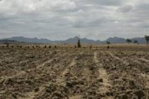 Засуха в Зимбабве: миллионам грозит голод