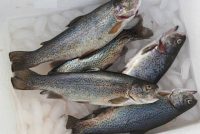 В Таджикистане сократился объём производства рыбы