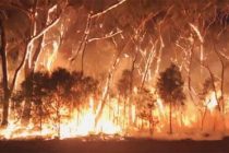 В Австралии пожары уничтожили более 5 млн га леса