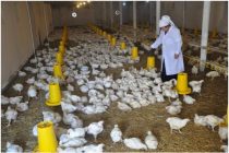 В Шахринаве будет построена птицефабрика для выращивания 200 тысяч мясных пород кур