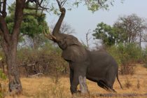 В результате засухи в национальном парке Зимбабве погибли 100 слонов