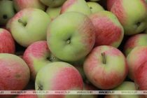В США вывели сорт яблок супердолгого хранения