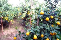 ВЫРАЩИВАНИЕ ЛИМОНОВ – ПРИОРИТЕТНАЯ СФЕРА. В прошлом году в Таджикистане было собрано более 7 тысяч тонн лимонов