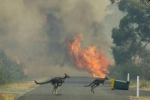 АВСТРАЛИЯ БЬЕТ ТРЕВОГУ: пожары уничтожили почти полмиллиарда животных