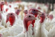 В Польше зарегистрировали вспышку птичьего гриппа