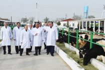 Сдача в эксплуатацию молочной и животноводческой фермы торгового кооператива Дехканского хозяйства «Бободжон Максуд» в Бободжон Гафуровском районе