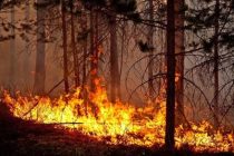 19 человек погибли при тушении лесного пожара в Китае