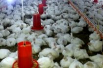 Птицеводческая ферма «БУСТОН-2010» обеспечивает рынки Хатлонской области свежим куриным мясом