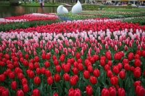 СОКРУШИТЕЛЬНЫЙ УДАР. В Нидерландах уничтожили 140 миллионов тюльпанов из-за коронавируса