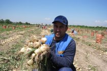 В районе Джалолиддина Балхи начался сбор урожая раннего лука