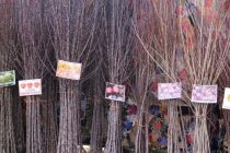 1500 фруктовых, декоративных и тенеобразующих деревьев посадят в Хороге