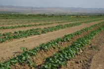 В Таджикистане увеличили сев овощей и уменьшили зерновых