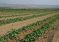 В Таджикистане увеличили сев овощей и уменьшили зерновых