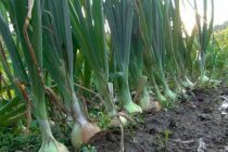 Дехкане района Пяндж начали собирать урожай раннего лука