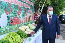 Глава государства Эмомали Рахмон ознакомился с состоянием вегетации помидоров на приусадебном участке жителя махалли Гайрат города Бохтар Бахриддина Махмадрахимова