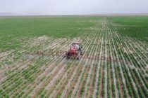 В 2023 году таджикские земледельцы засеют семенами хлопчатника площадь в 186 тысяч гектаров