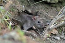 В США предупредили о росте агрессии крыс в условиях пандемии
