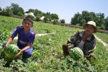 На рынках Таджикистана наблюдается изобилие бахчевых, цены на которые значительно снижены