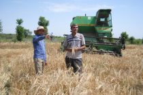 В Таджикистане на площади 23 987 га был собран урожай зерновых культур