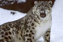 ООН: ареал обитания снежного барса в Центразии  сокращается