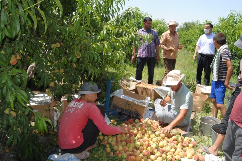 Джалолиддина балхи таджикистан. Джалолиддин Балхи район. Таджикские аграрии фрукты и овощи. Таджикистан район Джалолиддина Балхи. Джалолиддин Балхи Хатлонская область.