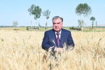 Президент страны ознакомился с картофельным полем в дехканском хозяйстве «Шердил» района Деваштич